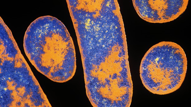 Botulism Bacteria Under Microscope